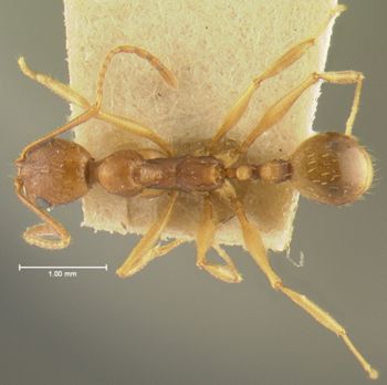 Media type: image;   Entomology 22779 Aspect: habitus dorsal view